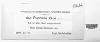 Puccinia buxi image